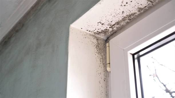 Best Black Mold Remediation in Bridgetown, MS