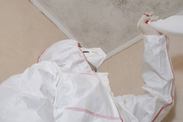 Best Kitchen Mold Remediation in Bridgetown, MS