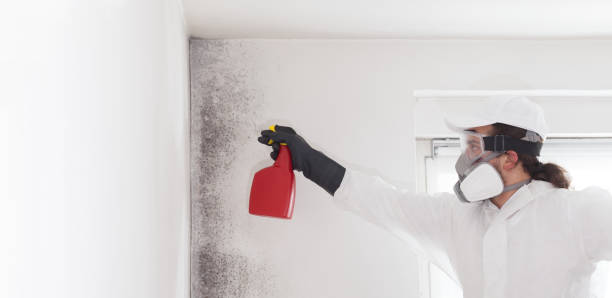 Best Post-Flood Mold Remediation in Bridgetown, MS