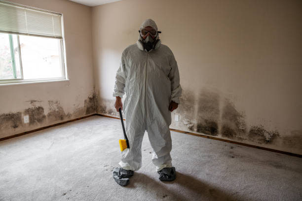 Best Residential Mold Remediation in Bridgetown, MS